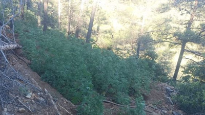 Vallahi pes. Ormana uyuşturucu ektiler