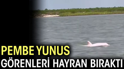 Pembe yunus, görenleri kendine hayran bıraktı