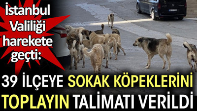 İstanbul Valiliği'nden 39 ilçeye sokak köpeklerini toplayın talimatı verildi