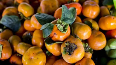 Cennet hurması zayıflatır mı (20 Temmuz 2023)