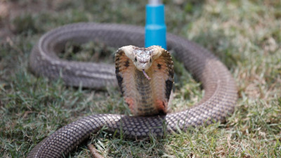 Zehirli kobra ile erkek arkadaşını öldürdü