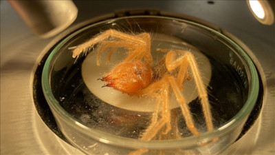 Profesörden ‘sarıkız’ ısırığı uyarısı. Ölüme neden oluyor