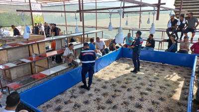 Horoz dövüştüren 71 kişiye gözaltı