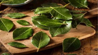 Defneyaprağı mantara iyi geliyor