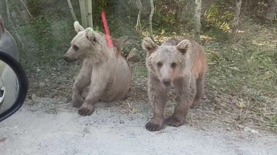Yavru ayının araç sürücüsüne saldırısı kameraya yansıdı