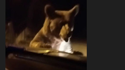 Uludağ'da ayı otomobilin önüne atladı