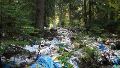 Binlerce ayıyı bir araya getirseniz ormanı bu hale getiremezler