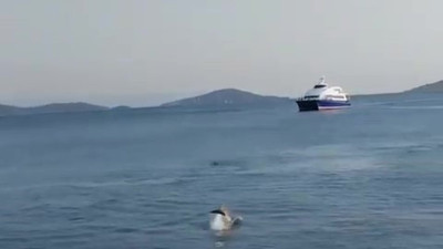 Bostancı Sahili’nde yunuslar yüzdü