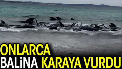 Onlarca balina karaya vurdu