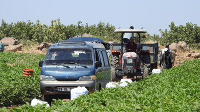 Hasadına bugün başlandı. Tarlada kilosu 10 markette 20 TL