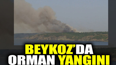 Beykoz'da orman yangını (26 Temmuz 2023)