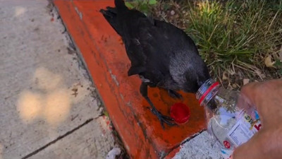 Sıcaktan bunalan kargaya elleriyle su verdi