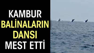 ABD’de balinaların dansı mest etti