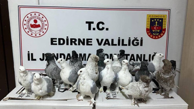 Kaçak hayvan ticaretinin önlenmesi için cins köpekler ve güvercinler yakalandı