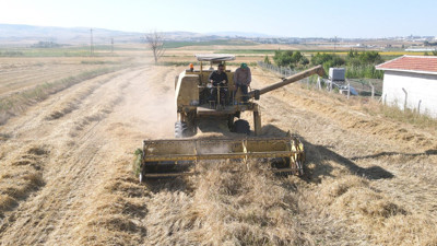 Çiftçilere ata tohumu dağıtılacak