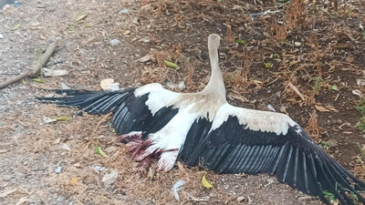 Cami kubbesine yuva yapan leyleklerin bacakları kırılmış halde bulundu