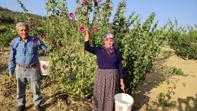 Yol kenarında yetişiyor ekmek kapısı oluyor. Hasadı başladı kilosu 90 TL