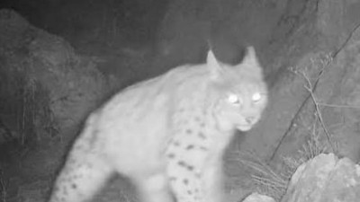 Nesli tehlikedeki vaşak görüntülendi