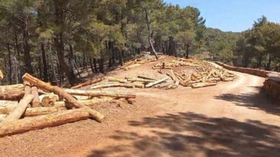Herkes Akbelen’e odaklanırken Kaz Dağları’nda doğa katliamı var