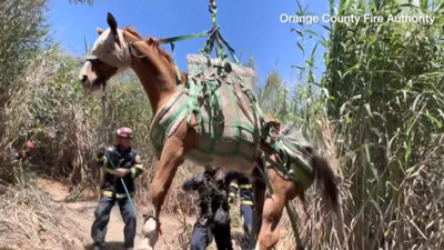 ABD’de düşerek yaralanan at, helikopterle götürüldü