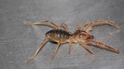 Havaların ısınmasıyla Sarıkız Örümceği ortaya çıktı