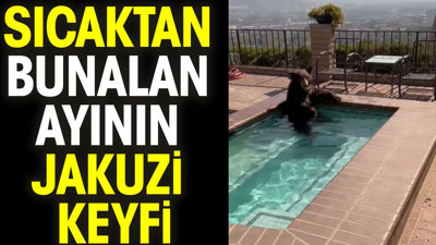 Sıcaktan bunalan ayının jakuzi keyfi