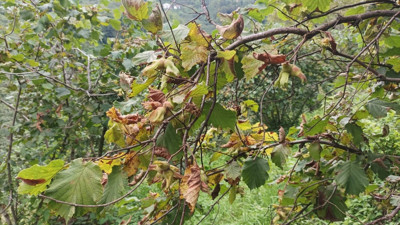 Fındık üreticisine hasat uyarısı