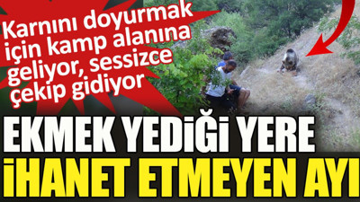 Ekmek yediği yere ihanet etmeyen ayı