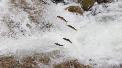 Yumurtalarını bırakmak için göçe başlayan binlerce sazana beton engeli
