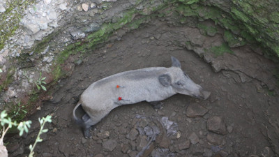 Anne domuz 7 metrelik kuyudan kurtarıldı