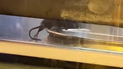 İstanbul'daki börekçide fare börekleri yerken görüntülendi