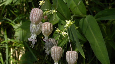 Kazdağları’nda Yetişen Her Derde Deva 10 Bitki Türü
