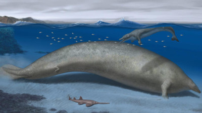 Dünyanın en ağır hayvanı keşfedildi