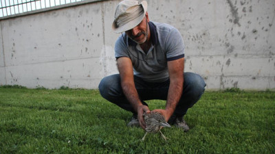 Balaban kuşu yaralı bulunmuştu. Tedavi altına alındı