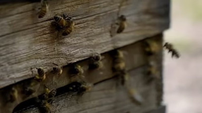 Galler'de binlerce arı, kovanlarıyla çalındı
