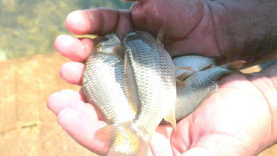 Eğirdir Gölü’ne 1 milyon adet sazan yavrusu bırakıldı