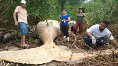 Amazon ormanında bulunan ölü balinanın gizemi