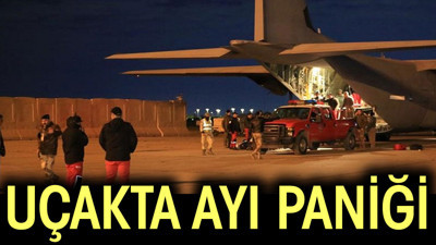 Uçakta ayı paniği