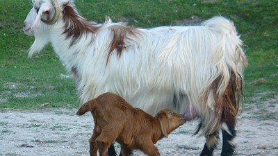 Rüyada oğlak görmek ne demek? Rüyada oğlak görmenin anlamı nedir?
