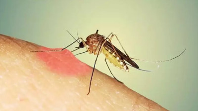 Türkiye için sivrisinek istilası tehlikesi. Ege ve Akdeniz’de hızlı şekilde yayılıyor