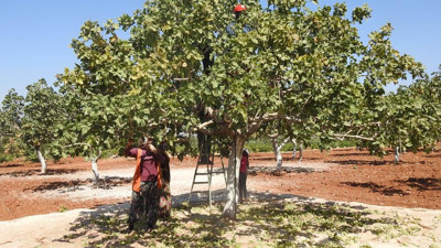 'Yeşil Altın'ın hasadı başladı. Tarladaki fiyatı 95 TL. Dolar kuru tarlayı da vurdu