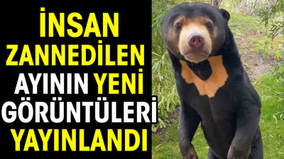 İnsan zannedilen ayının yeni görüntüleri yayınlandı