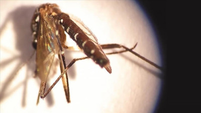 Asya kaplan sivrisineğine karşı plastik atık uyarısı