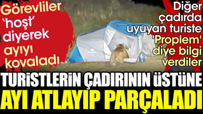 Turistlerin çadırının üstüne ayı atlayıp parçaladı. Görevliler 'hoşt' diyerek ayıyı kovaladı