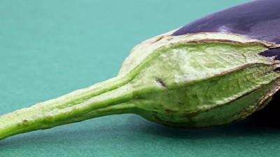 Patlıcan sapı kürü nasıl yapılır? Patlıcan sapının faydaları neler?