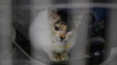 Eyüpsultan'da kezzap atılan kediler tedavi ediliyor