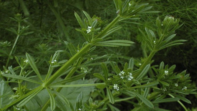 Yapışkan otu neye iyi geliyor?