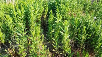 Kansere iyi gelen mucize otun faydaları dikkat çekti