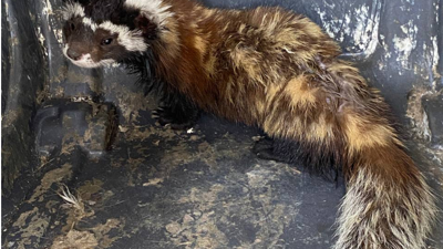 Girdiği marketten 10 saatte çıkarılan sansar doğaya bırakıldı