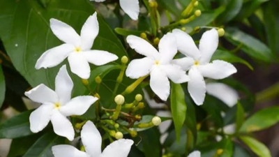 Romatizmaya iyi gelen bitki (10 Ağustos 2023)